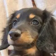 mintoの画像