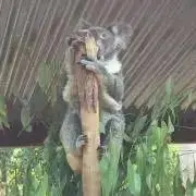 けえの画像