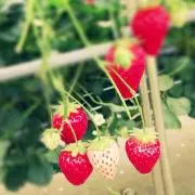 ぴーち♡の画像