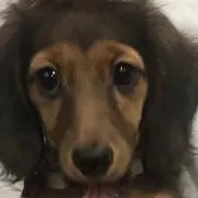 マロリーヌ