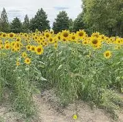 Meeの画像