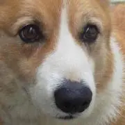 キキ丸の画像