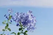 とら美の画像
