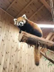 もごの画像