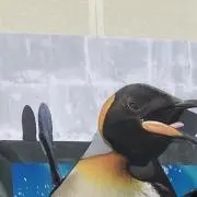 ちーの画像