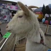 ケンピー太郎