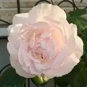 ギズモの画像