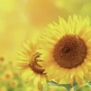ひまわり