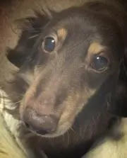 ひら