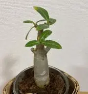 Handsの画像