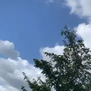 なぎの画像