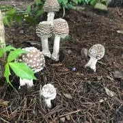 ドラミ