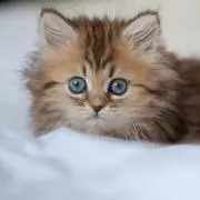 まゆりんの画像