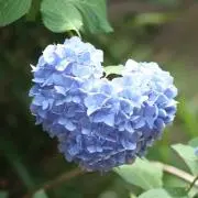 ののはな