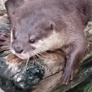 アゴの画像