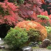 紅葉麩の画像