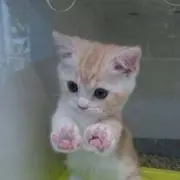 ☆の画像