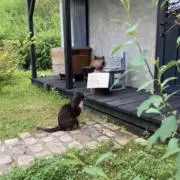 きなりの画像