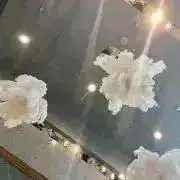 たろの画像