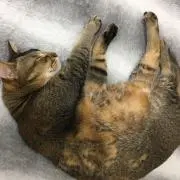 みやむらくんの画像