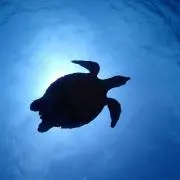 ちょこさな⭐︎断捨離中⭐︎の画像