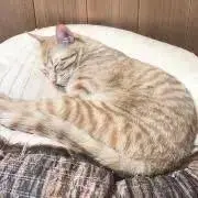 ゆきみ大福