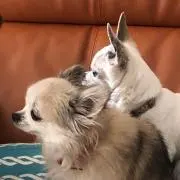 ごえみ