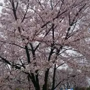 おにょにょ