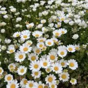 sa*☆プロフィールお読みください!!の画像
