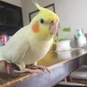 picaco