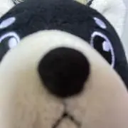モンキー⚠︎プロフ必読