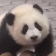 パンダ犬の画像