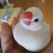 モモスケの画像