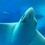 さち☆の画像