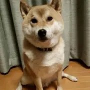 KOUJI