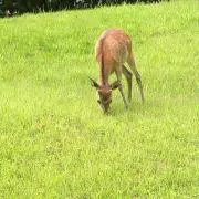 カズ