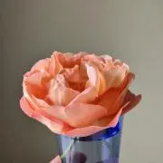 Aminの画像