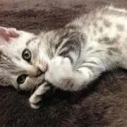 くまちん