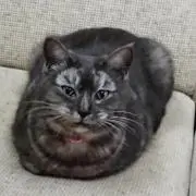 うさぎくんの画像