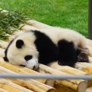 りえの画像