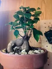 MA+RUの画像