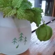 ぴぃの画像