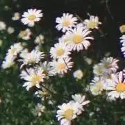 れ