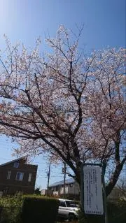 桜【プロフご確認ください】の画像