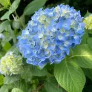 さくら