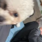 SMの画像