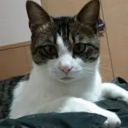 西にゃん