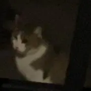 ねこかぶ