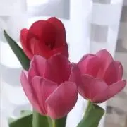 Macchaの画像