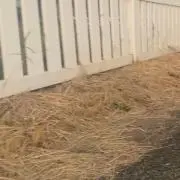 ちゃんあ